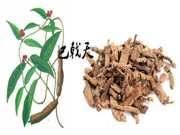 Morinda Officinalis